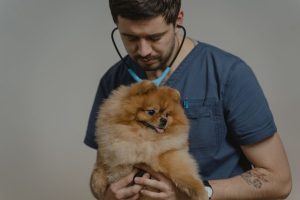 Страхування домашніх тварин: як заощадити взимку